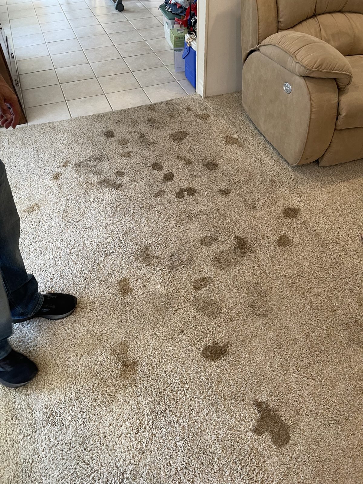 Before carpet cleaning with visible spots and stains